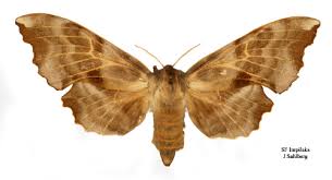 Attēlu rezultāti vaicājumam “Laothoe amurensis”