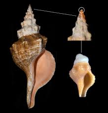 Image result for Triplofusus giganteus