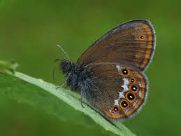 Attēlu rezultāti vaicājumam “Coenonympha hero”