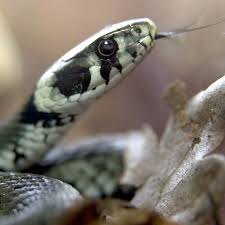 Image result for Ringelnatter