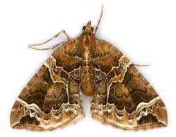 Attēlu rezultāti vaicājumam “Eulithis prunata”