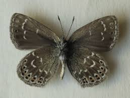 Attēlu rezultāti vaicājumam “Thecabius affinis imago”