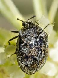 Attēlu rezultāti vaicājumam “Anthrenus verbasci”