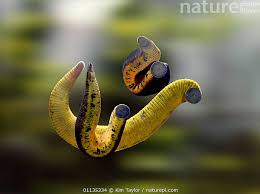 Attēlu rezultāti vaicājumam “Haemopis sanguisuga”