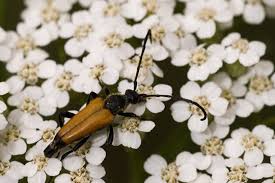 Attēlu rezultāti vaicājumam “Leptura rubra”