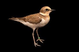 Attēlu rezultāti vaicājumam “Charadrius dubius”