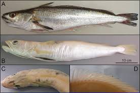 Image result for Merluccius merluccius