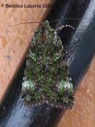 Attēlu rezultāti vaicājumam “Anaplectoides prasina”