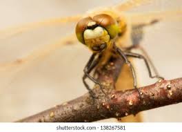 Attēlu rezultāti vaicājumam “Libellula quadrimaculata imago”