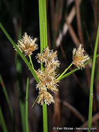 Attēlu rezultāti vaicājumam “Bolboschoenus maritimus”