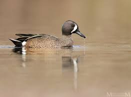 Image result for Anas discors