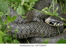 Image result for Ringelnatter