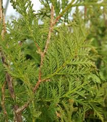 Attēlu rezultāti vaicājumam “Thuja occidentalis”