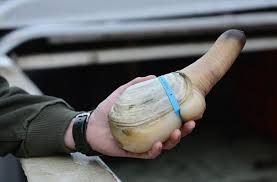 Image result for geoduck