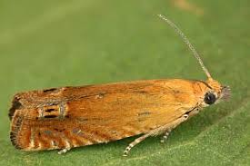 Attēlu rezultāti vaicājumam “Lathronympha strigana”