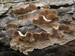 Attēlu rezultāti vaicājumam “Skeletocutis carneogrisea”