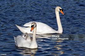 Attēlu rezultāti vaicājumam “Cygnus olor”