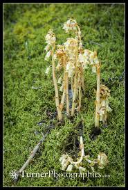 Attēlu rezultāti vaicājumam “Monotropa hypopitys”