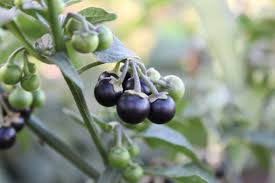 Attēlu rezultāti vaicājumam “Solanum nigrum”