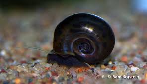 Attēlu rezultāti vaicājumam “Planorbis planorbis”