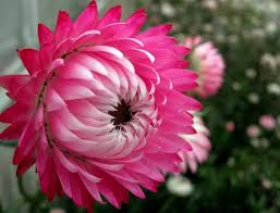 Image result for Helichrysum bracteatum