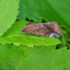 Attēlu rezultāti vaicājumam “Cosmia pyralina”