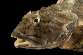 Image result for Myoxocephalus octodecemspinosus
