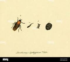 Attēlu rezultāti vaicājumam “Clitellaria ephippium”