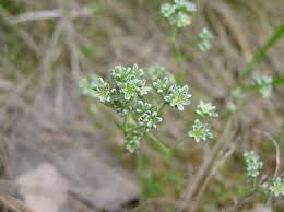 Attēlu rezultāti vaicājumam “Scleranthus annuus flower”