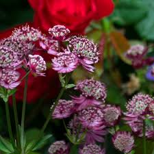 Attēlu rezultāti vaicājumam “Astrantia major flower”