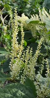 Attēlu rezultāti vaicājumam “Reynoutria sachalinensis”