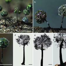 Attēlu rezultāti vaicājumam “Comatricha ellae spores”