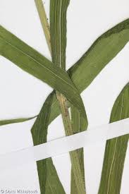 Attēlu rezultāti vaicājumam “Hordelymus europaeus fruit”