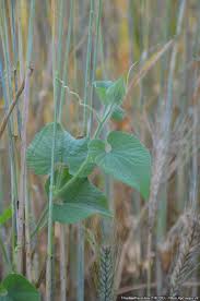 Attēlu rezultāti vaicājumam “Thladiantha dubia”