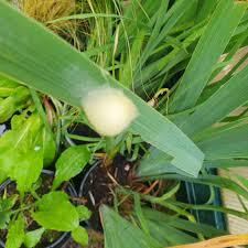 Attēlu rezultāti vaicājumam “Iris sibirica leaf”