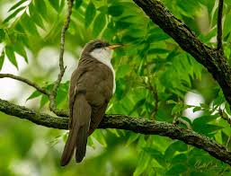 Image result for Coccyzus americanus