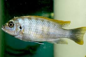 Risultati immagini per cynotilapia pulpican