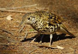 Image result for Zoothera dauma