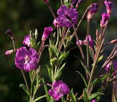 Image result for Epilobium hirsutum