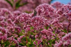 Attēlu rezultāti vaicājumam “Eupatorium cannabinum”