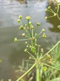 Attēlu rezultāti vaicājumam “Alisma plantago-aquatica fruit”