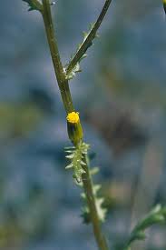 Attēlu rezultāti vaicājumam “Senecio vulgaris flower”