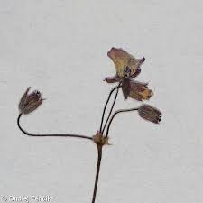 Attēlu rezultāti vaicājumam “Erodium cicutarium bud”