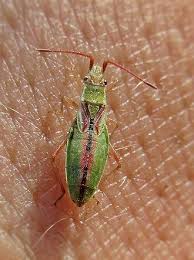 Attēlu rezultāti vaicājumam “Myrmus miriformis”