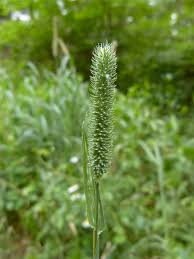 Attēlu rezultāti vaicājumam “Phleum phleoides fruit”