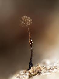 Attēlu rezultāti vaicājumam “Clastoderma debaryanum stalked”