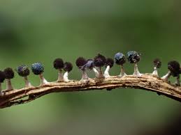 Attēlu rezultāti vaicājumam “Stemonitis flavogenita”