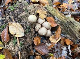 Attēlu rezultāti vaicājumam “Lycoperdon pyriforme young”