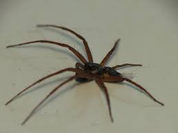 Attēlu rezultāti vaicājumam “Philodromus sp.”