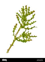 Attēlu rezultāti vaicājumam “Najas marina leaf”